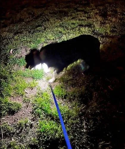 Promenade nocturne d'un chien éclairée par la lampe frontale Lumora